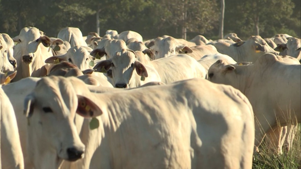 Projeto vai mapear 2 mi de cabeças de gado de 1,5 mil pecuaristas no País