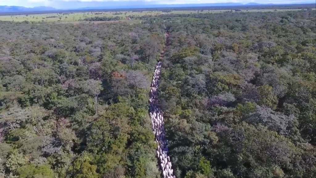 Segurança jurídica no agro: conheça os impactos das atuais decisões legais no setor