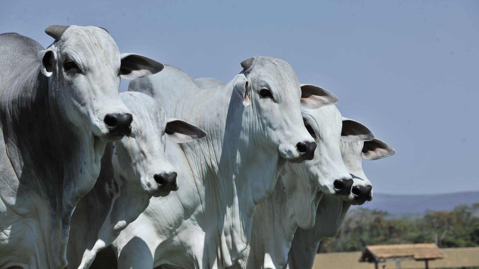 Boi gordo: conheça as ferramentas tecnológicas para turbinar a produção na fazenda