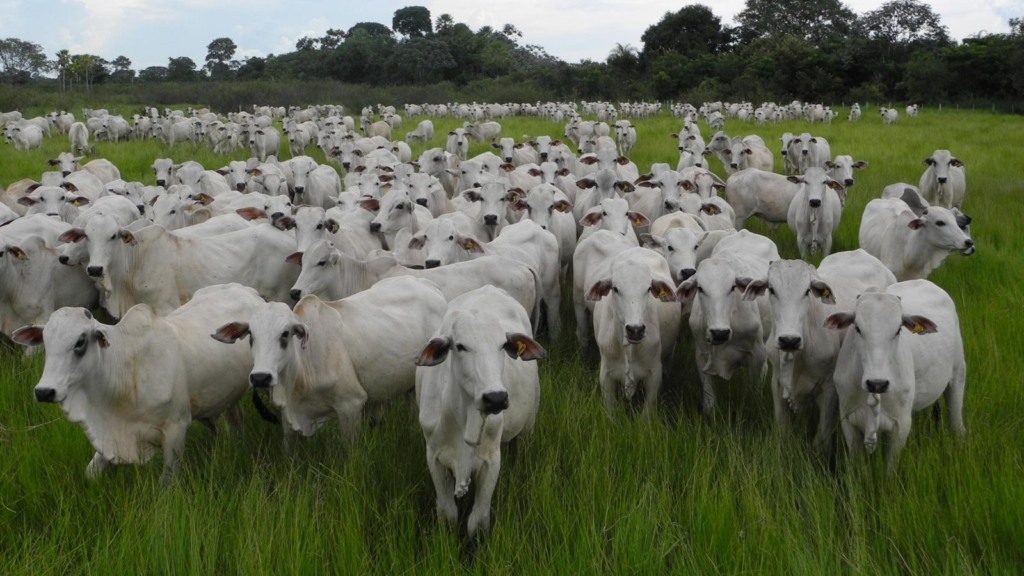 Mata Atlântica presente no Pantanal? Como isso interfere nos trabalhos da fazenda?