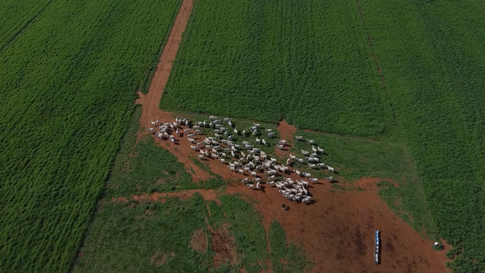 Saiba como é a lida com o gado numa das grandes produtoras de touros do Brasil