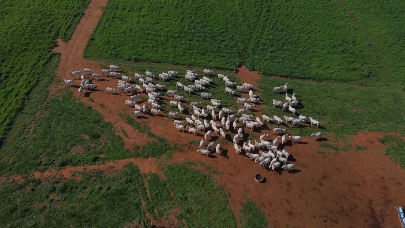 Quanto mais dividir o pasto, mais eficiência na lotação, destaca especialista