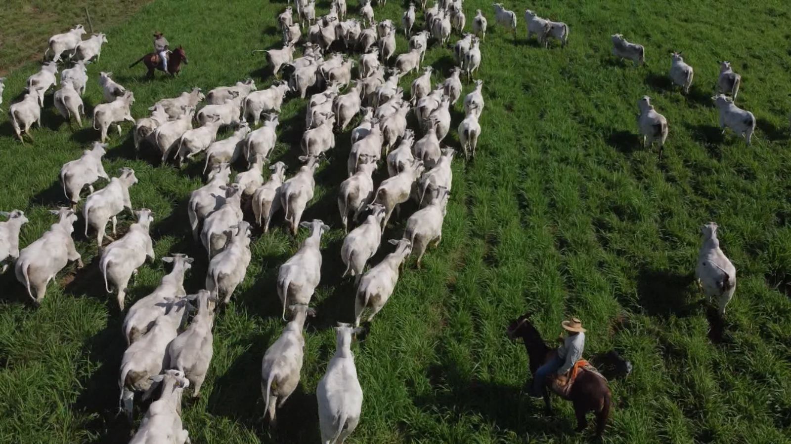 Grupo Nova Piratininga: entenda como é o dia a dia da gigante fábrica de touros do Brasil