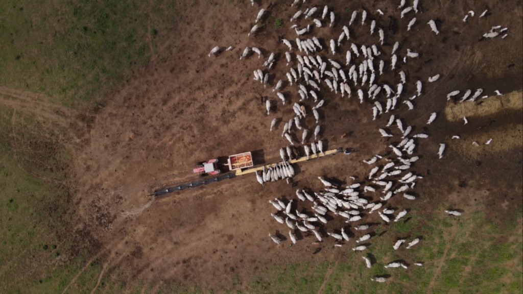 Suplementação a pasto: conheça os conceitos para a engorda infalível do gado