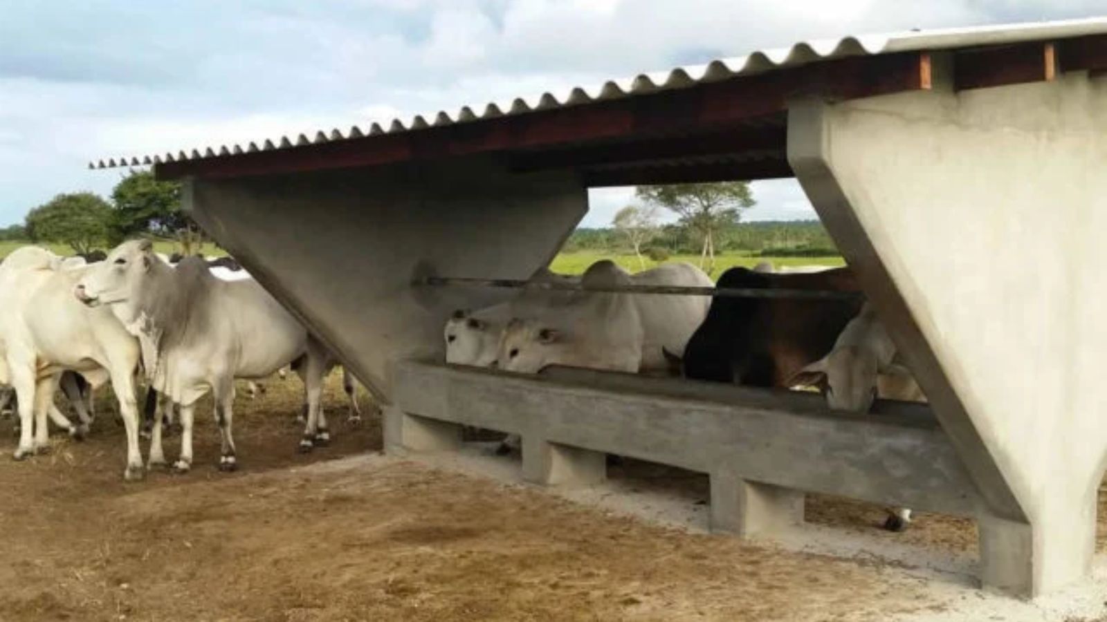 Ureia na suplementação pode garantir melhor conversão alimentar na cria?