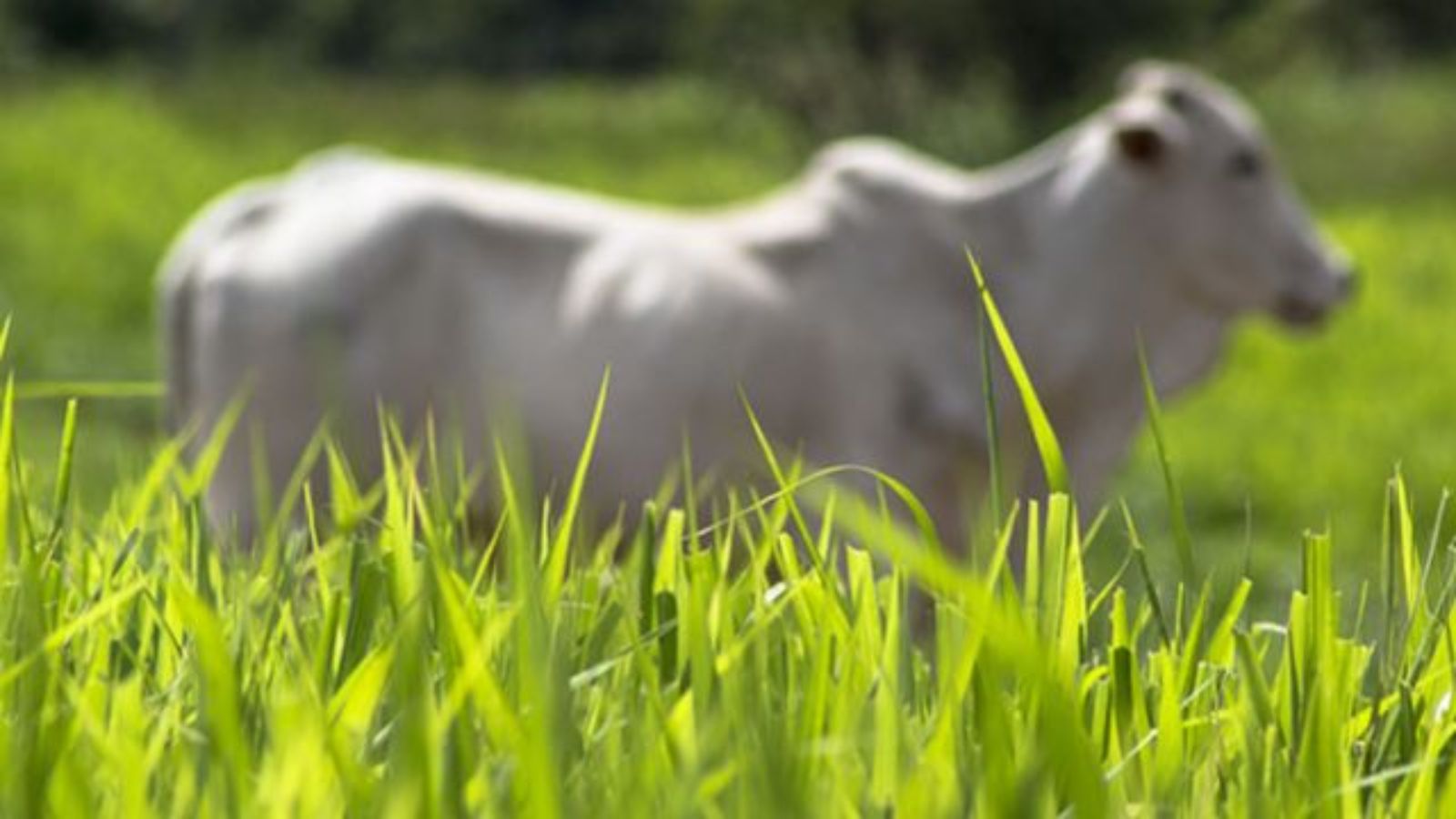 Evite subestimar o capim. A importância do manejo é essencial, destaca pesquisadora