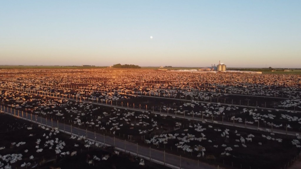 Área de confinamento da Captar Agrobusiness. Foto: Giro do Boi