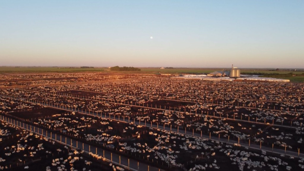 Alerta: calor extremo é preocupante para o gado em confinamento