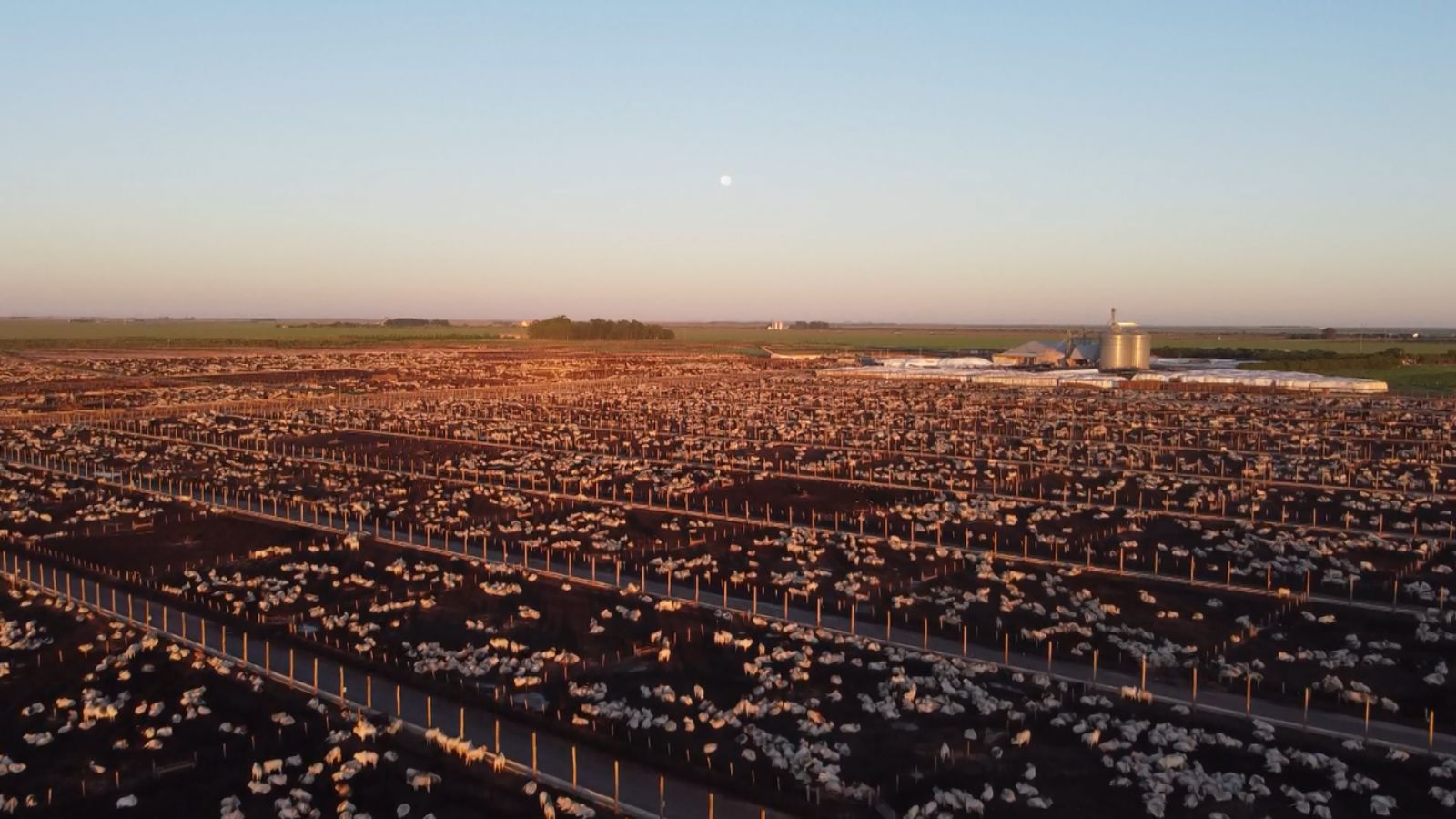 Alerta: calor extremo é preocupante para o gado em confinamento