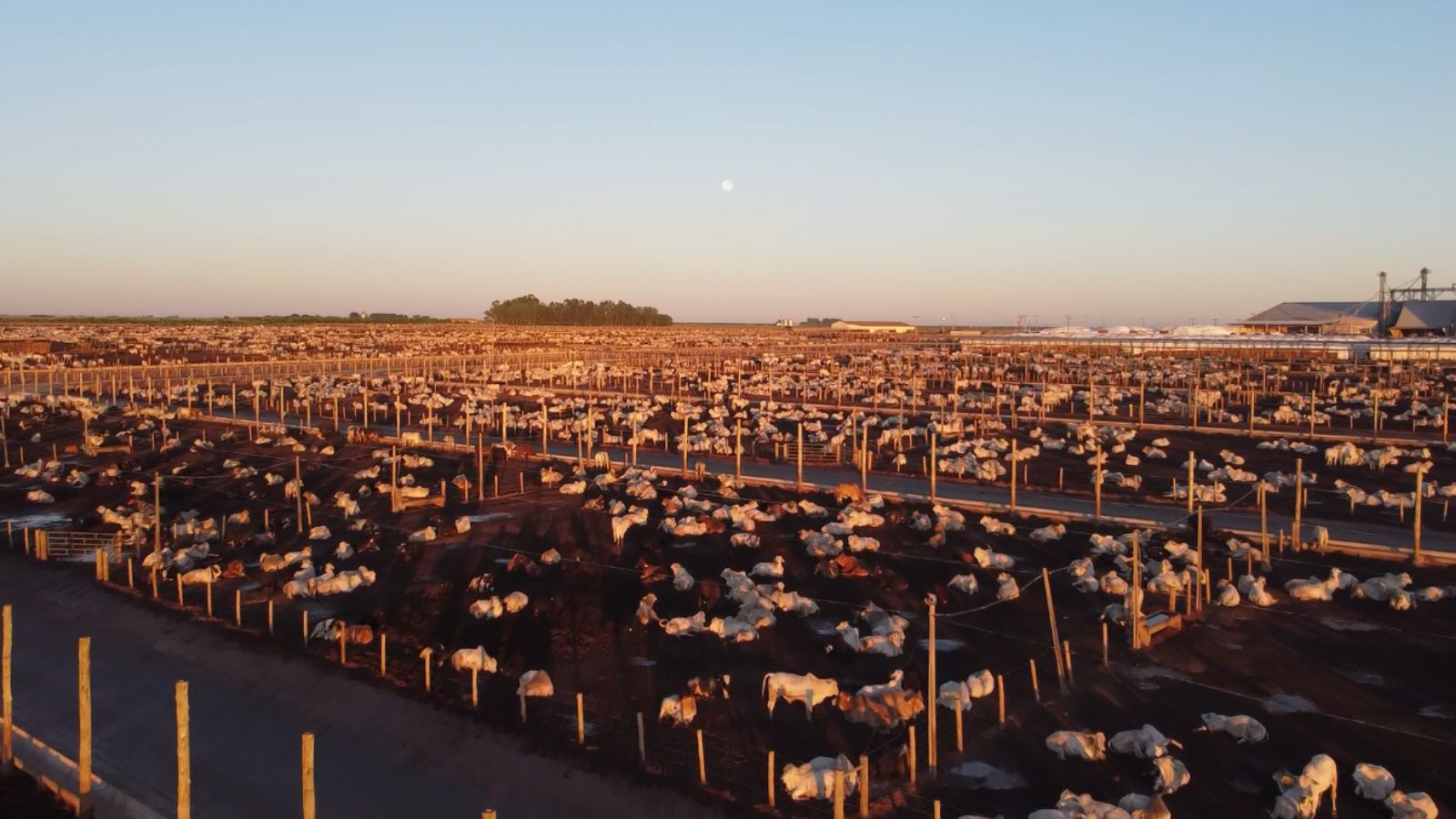 Entenda quais são as tendências mundiais para fisgar o consumidor de carne