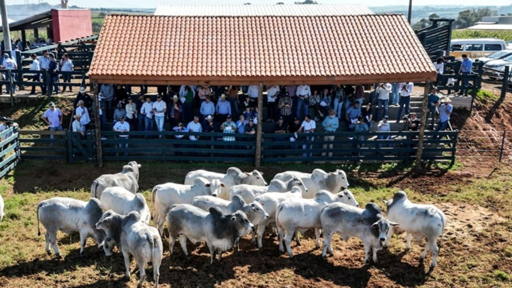 Nelore: pecuaristas estão na trilha genética de touros de carne premium
