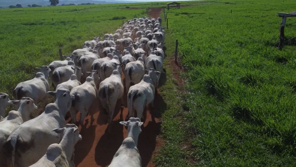 fazenda barreiro bovinos vacas 06.12.2023 3