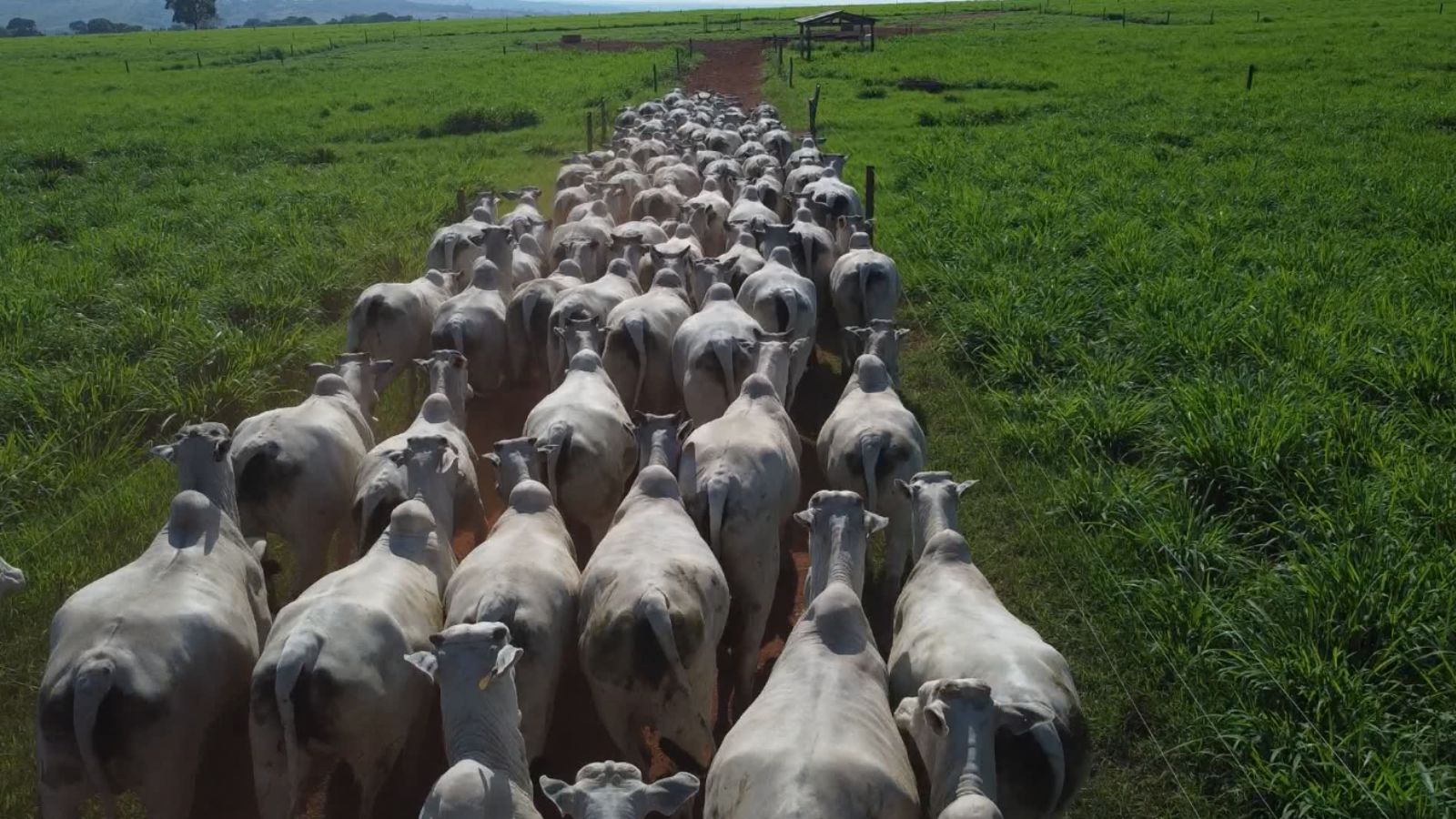 Melhoramento genético faz vacas serem 30% mais rentáveis em 1 década, aponta estudo