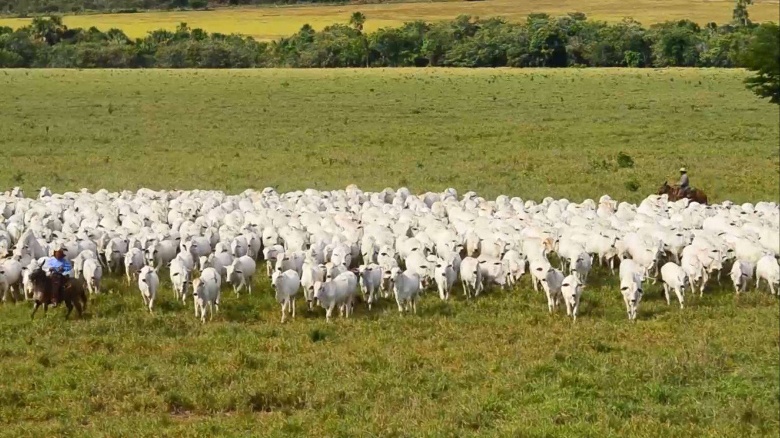 As novidades que estão por vir na indústria da carne bovina para se tornar cada vez mais sustentável