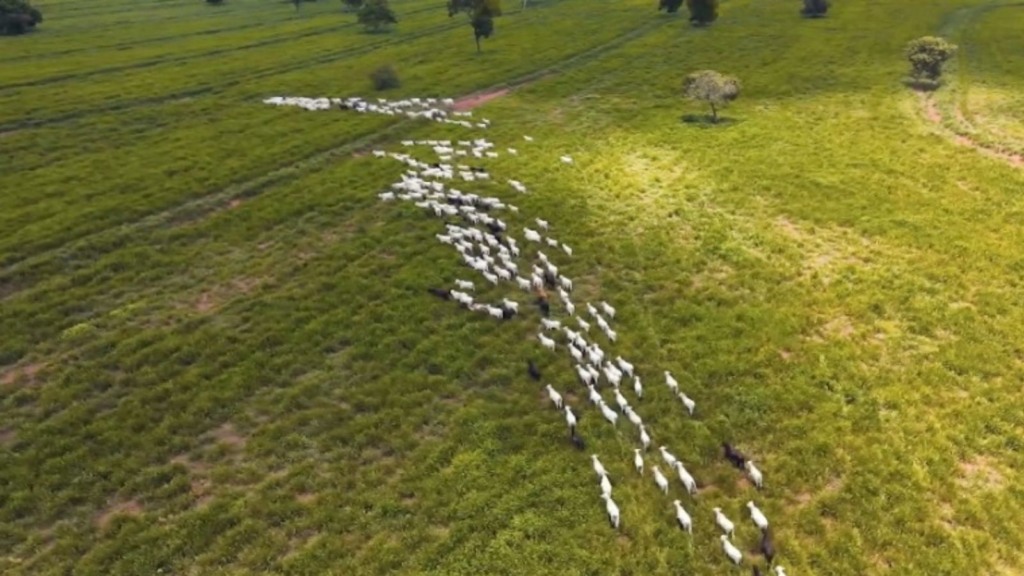 Descubra como o Fazenda Nota 10 e Uboi estão revolucionando a pecuária brasileira