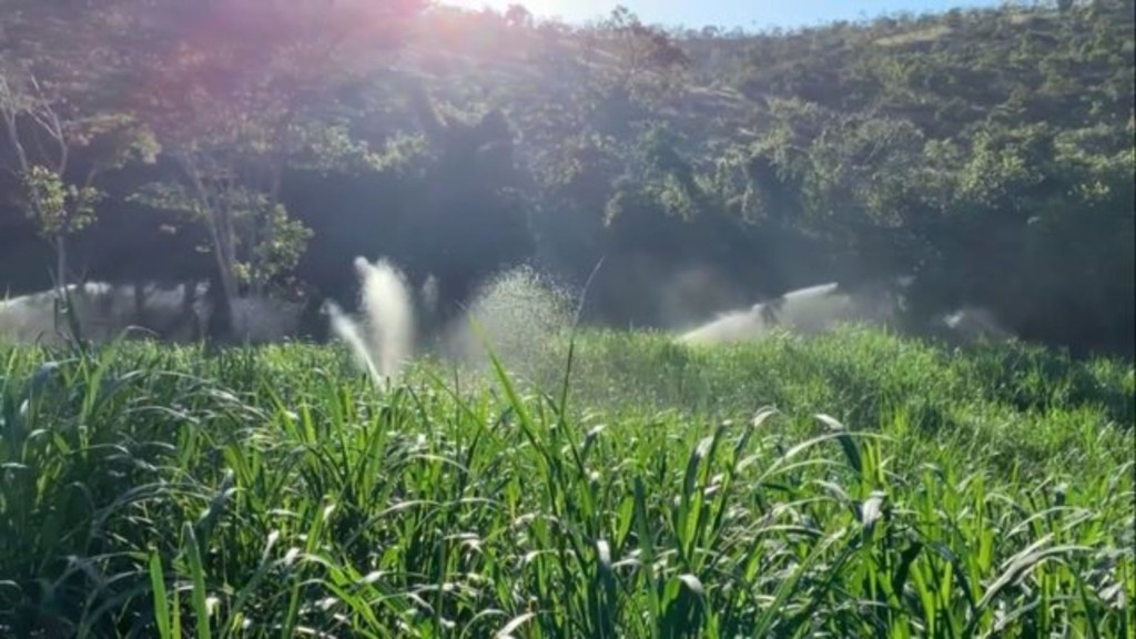 Capineira: descubra como ela pode impulsionar a engorda de bovinos na fazenda