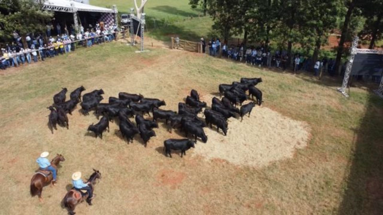 Maragogipe celebra meio século de liderança em ILP e genética angus em MS