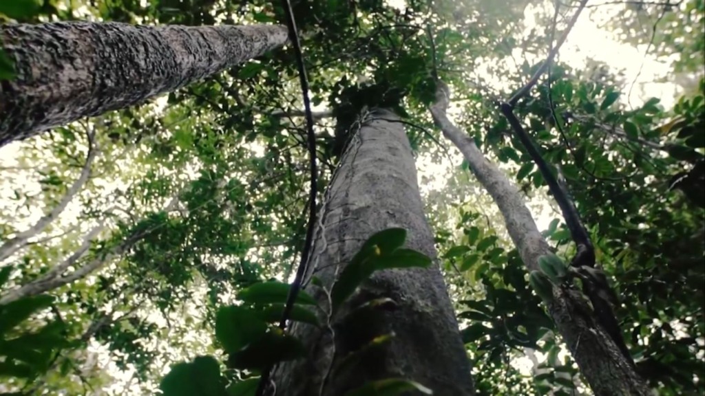 Supressão vegetal: saiba as exigências para ficar dentro da lei