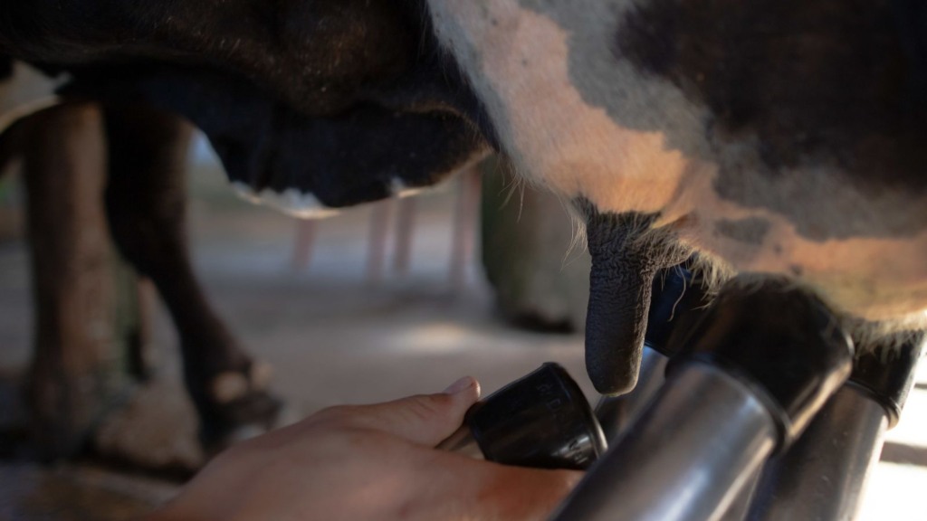 Produção leiteira vem caindo na fazenda? Especialista explica as razões disso