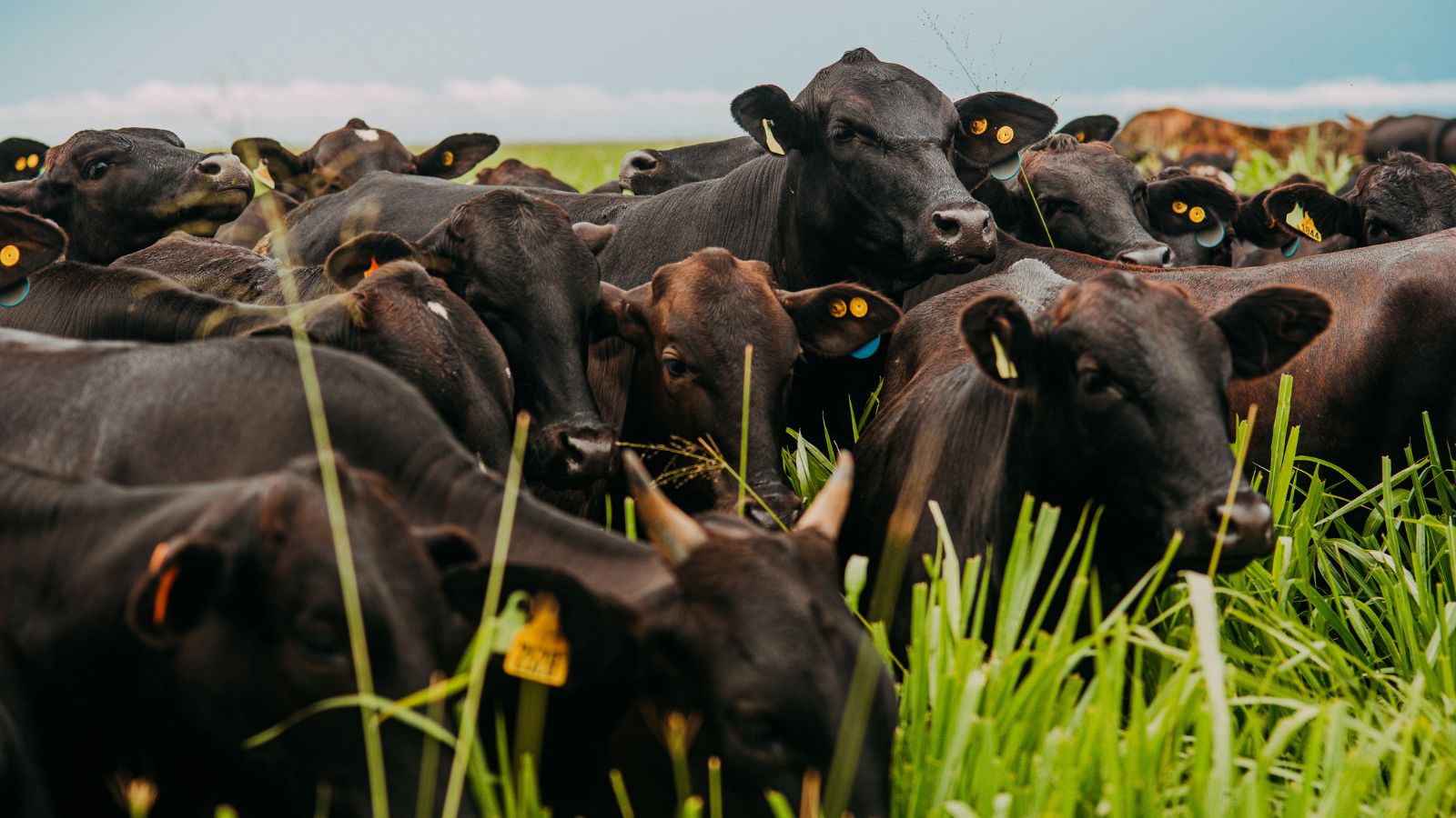 Sabe qual é a diferença da carne de bovinos taurinos e zebuínos? Especialista explica. Confira