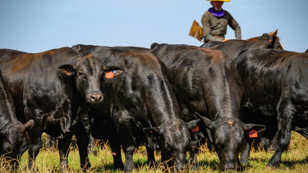 Lote de bovinos Brangus. Foto: Divulgação