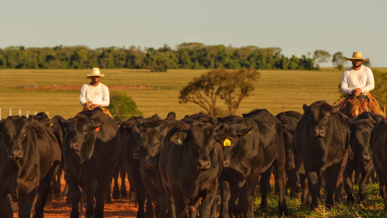 A fórmula do faturamento ideal da fazenda não aceita a palavra “depende”