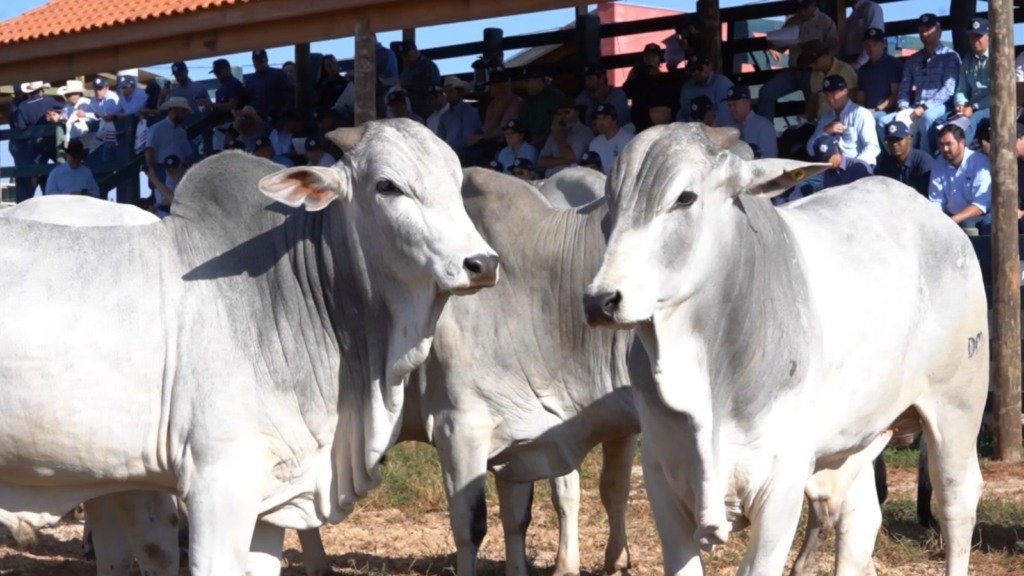 Programas de melhoramento genético intensificam a busca por touros eficientes