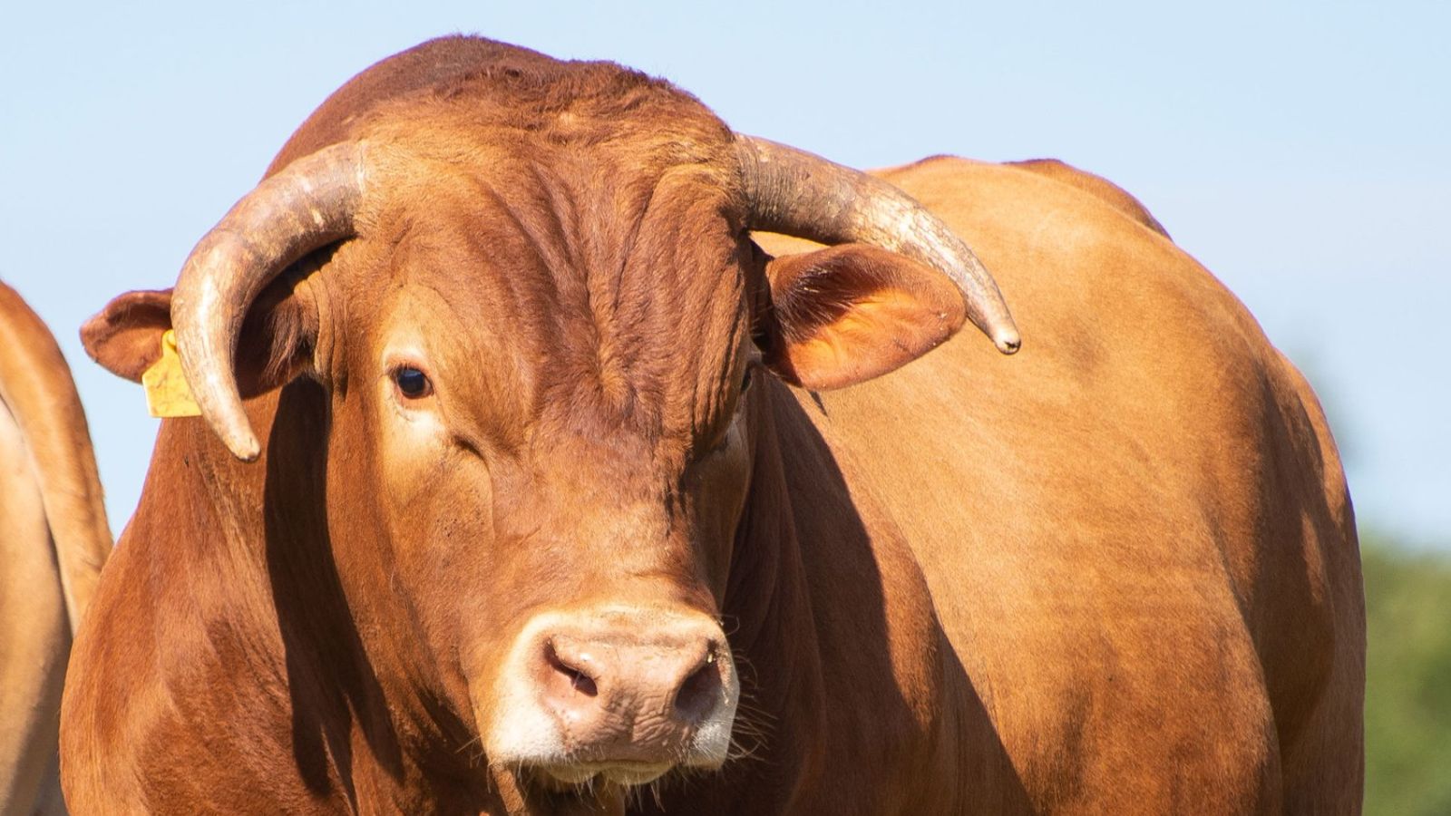 Caracu é boa opção para cruzar com novilhas meio-sangue Nelore e Charolês?