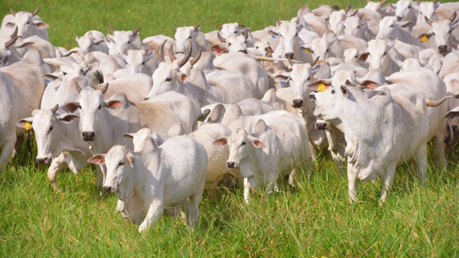 Obsessão positiva ajuda na busca pela produtividade na fazenda. Saiba como