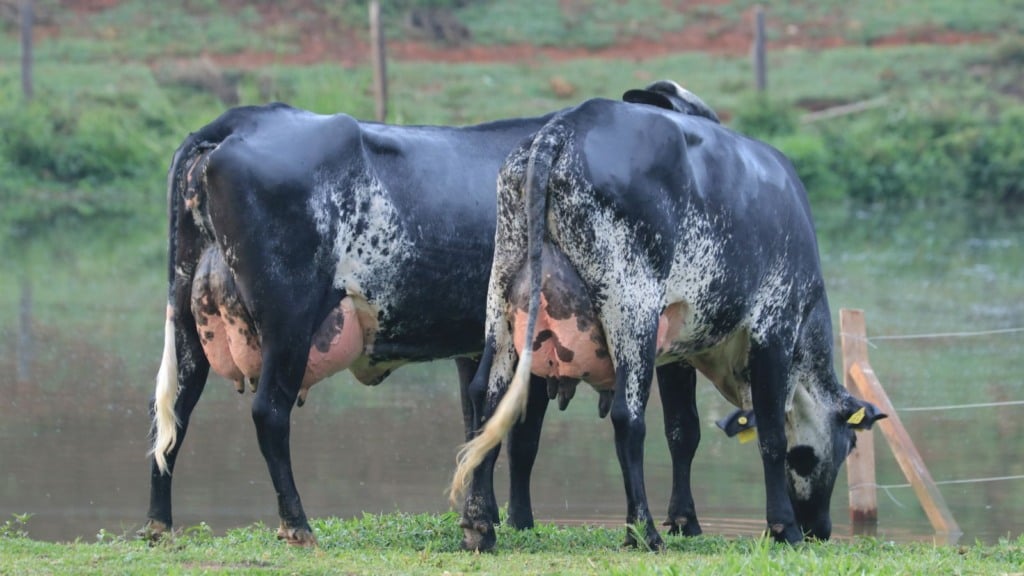 vacas leiteiras ubere 14.12.2023