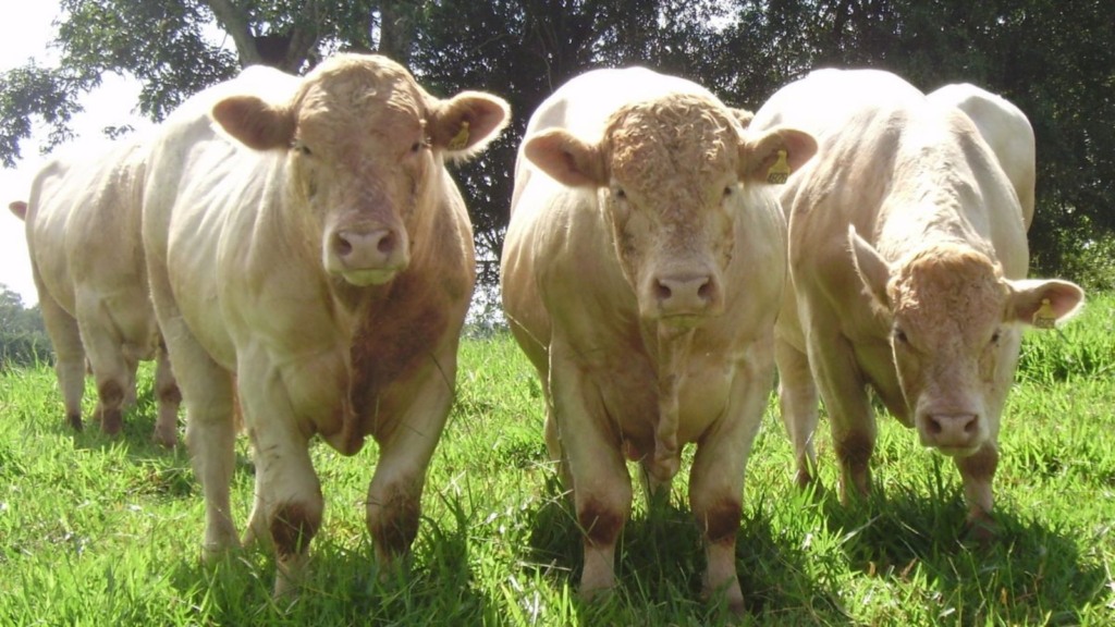 Charolês: “O único insumo gratuito da pecuária é a heterose. Use a heterose!”, aconselha pecuarista