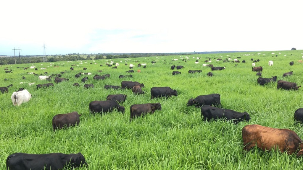 Pecuarista de Goiás revela a fórmula para terminar bovinos de 12 meses com 20@