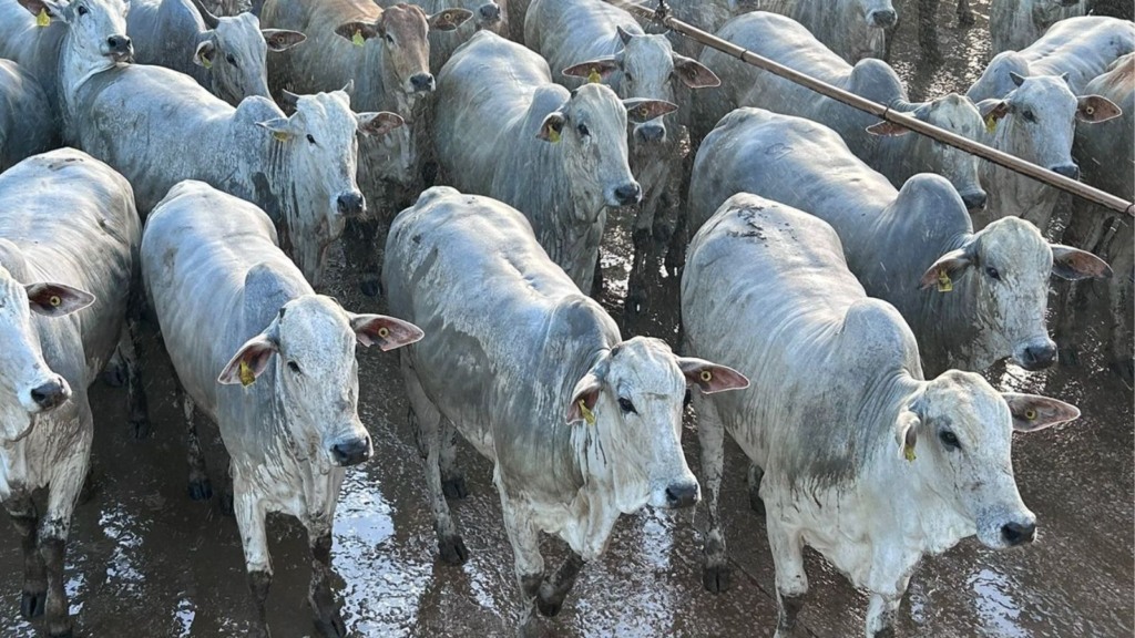 Novilhada de MT tem carne qualificada para consumidor na Europa