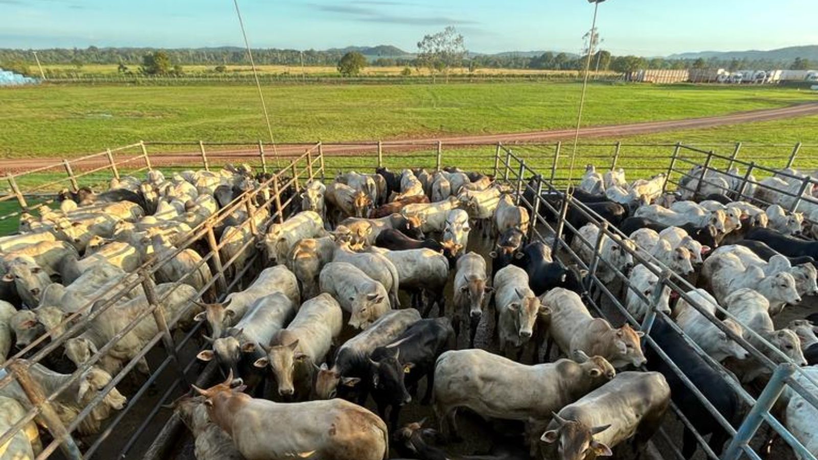 Raça espanhola Rubia Gallega de 24@ lota curral de qualidade de carne em MT