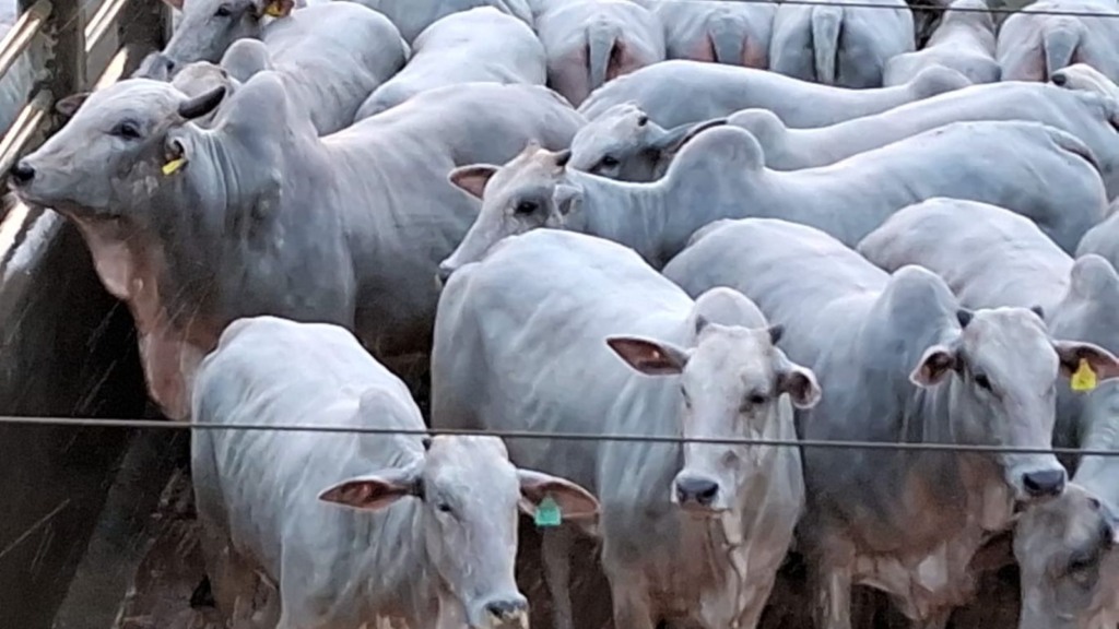 Novilhas de padrão genético top são destaque no curral de abate no interior da Bahia