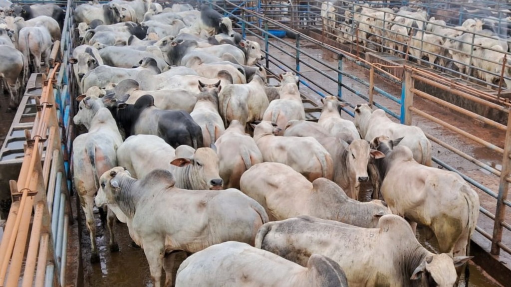 Boiada “preciosa”, nova e pesada chega a quase 22@ em Minas