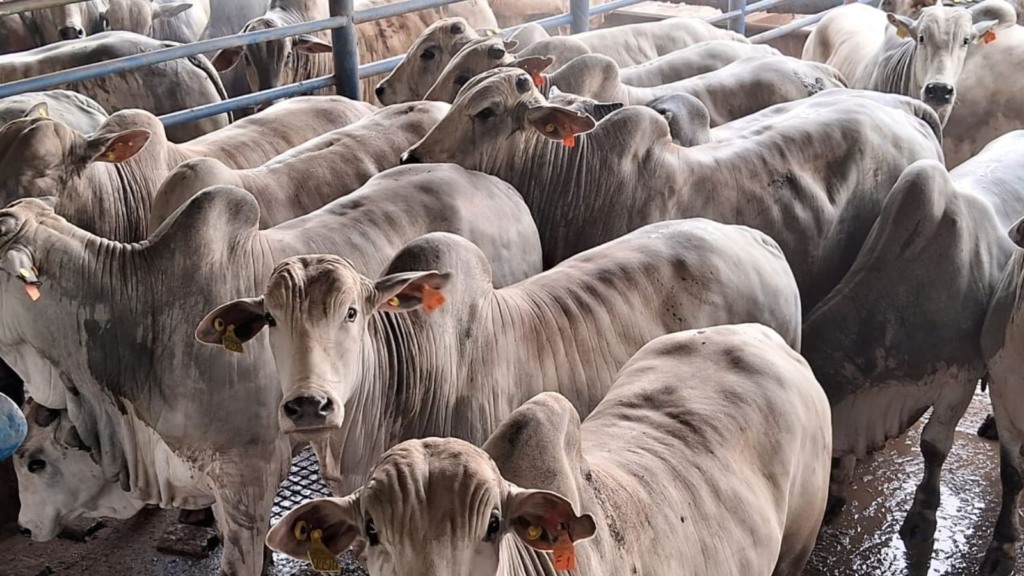 Boiada confinada tem GMD de 1,7 kg no interior de SP!