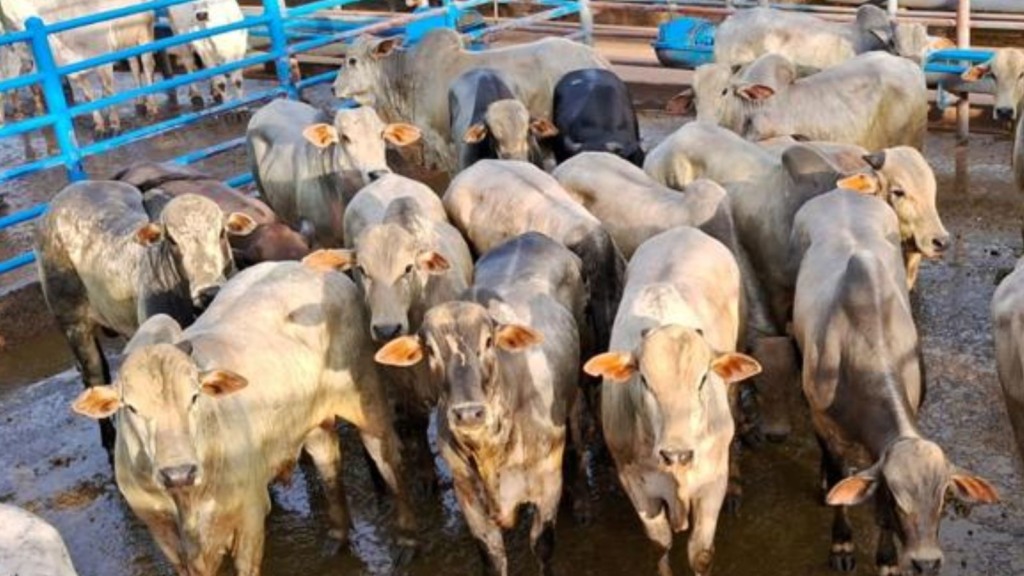 Novilhos recriados a pasto e terminados no cocho chegam a média de 19,2@ em MS