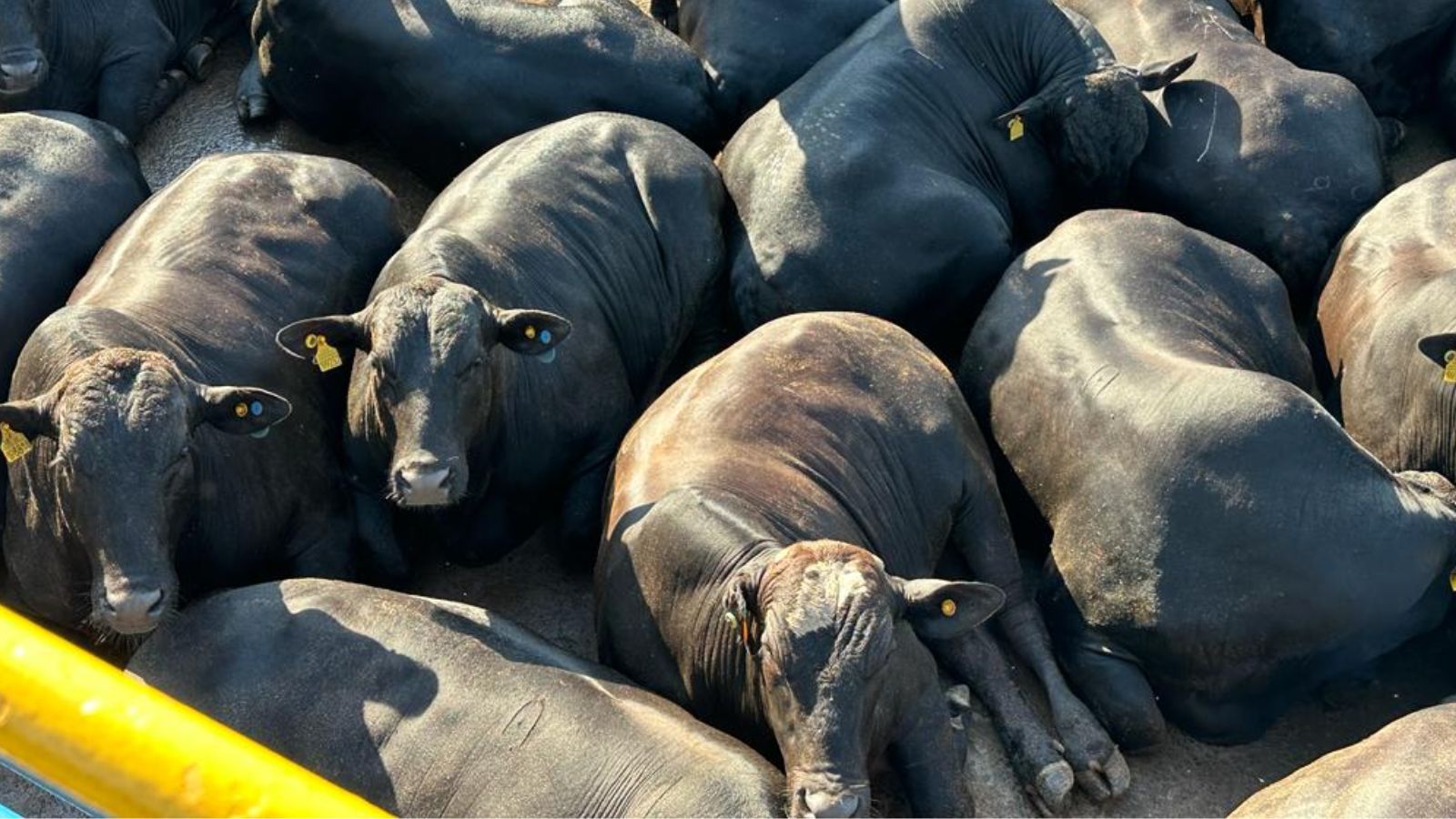 Gadão Angus topzera conquista bônus extra de R$ 170 por cabeça em MS