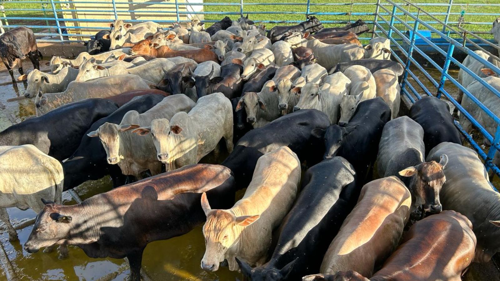 Novilhada de até quatro dentes terminada a pasto garante bônus extra em MS