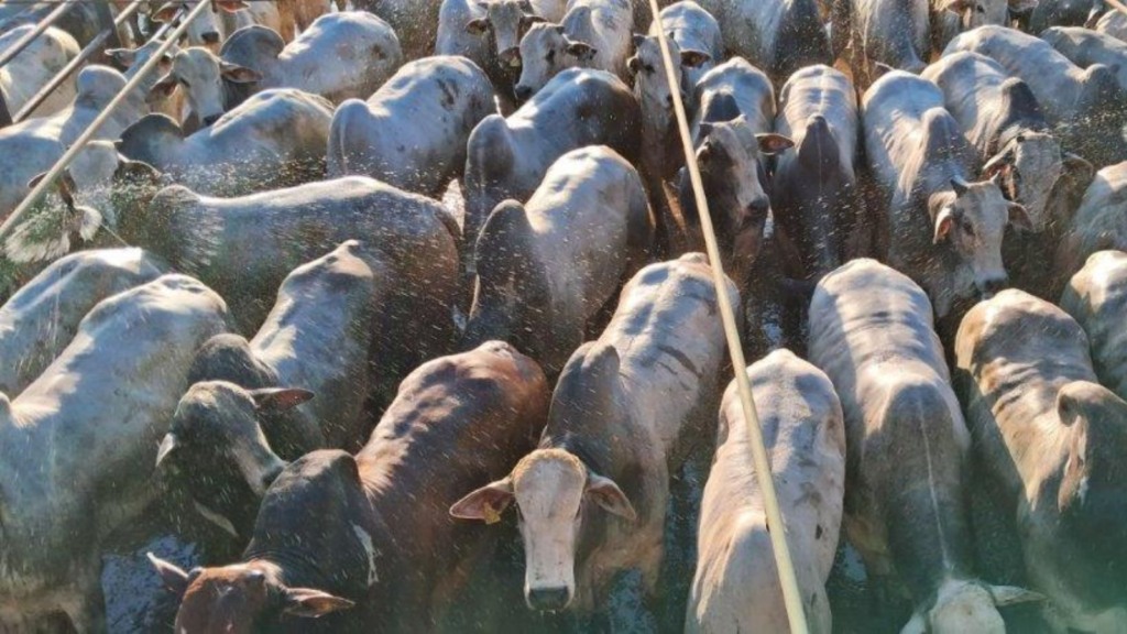 TIP: boiada jovem suplementada a pasto chega a 23@ no interior de Mato Grosso