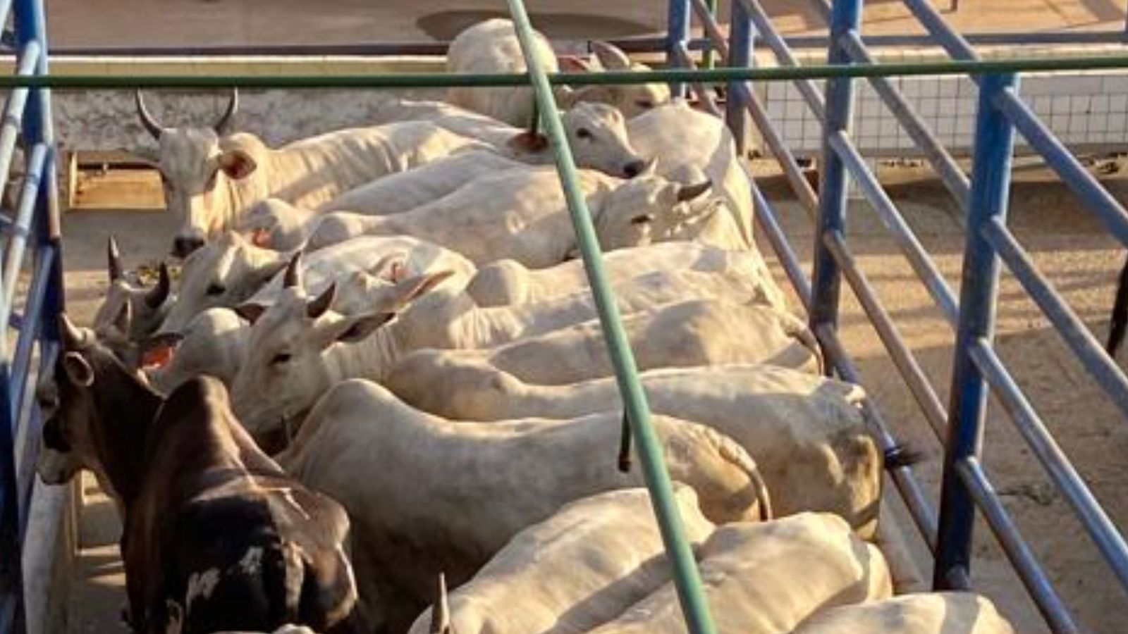 Vacada dá show de acabamento de gordura no interior de Rondônia