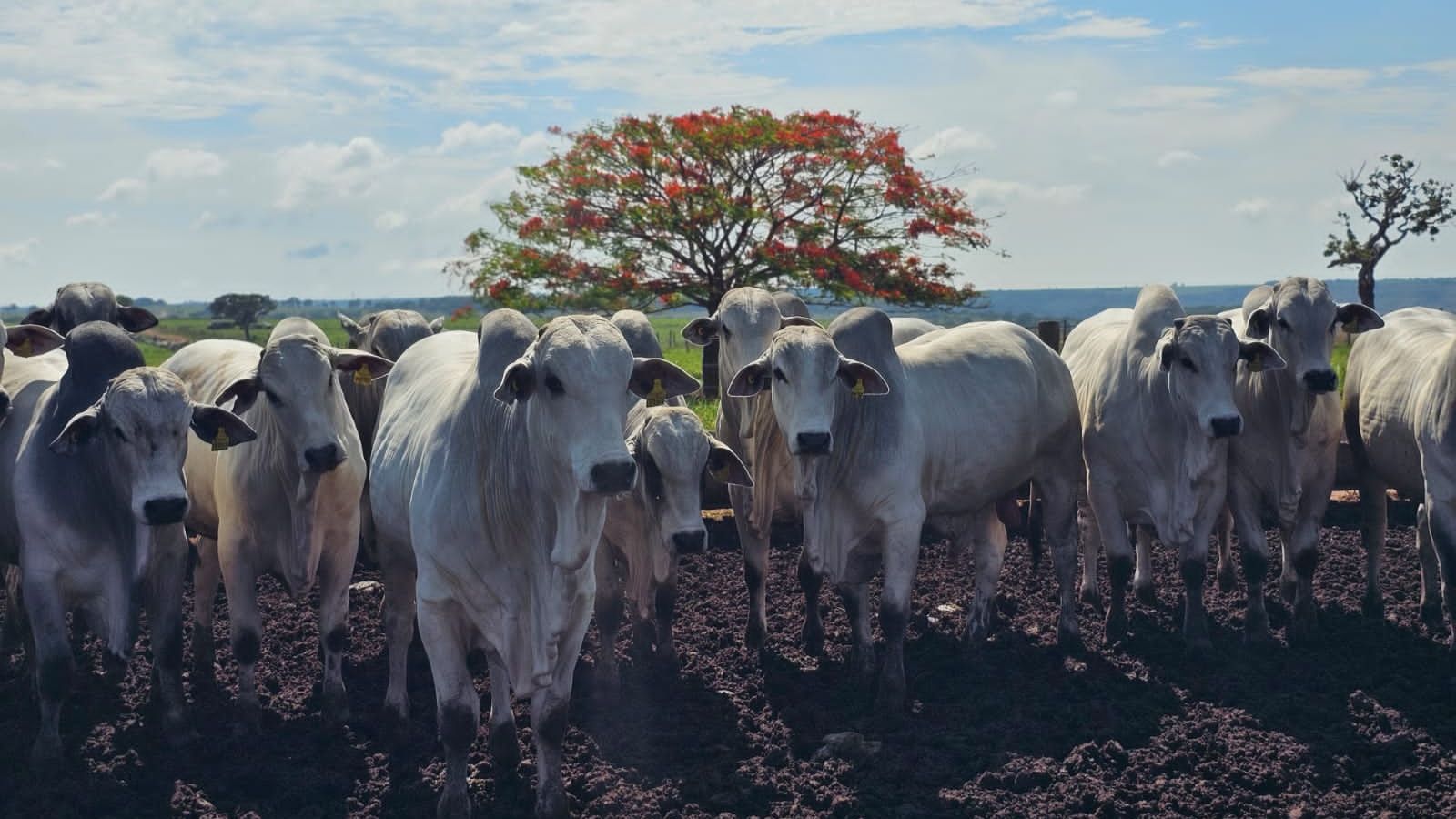 Bezerrada Nelore de apenas 13 meses assusta com quase 20@ em Goiás