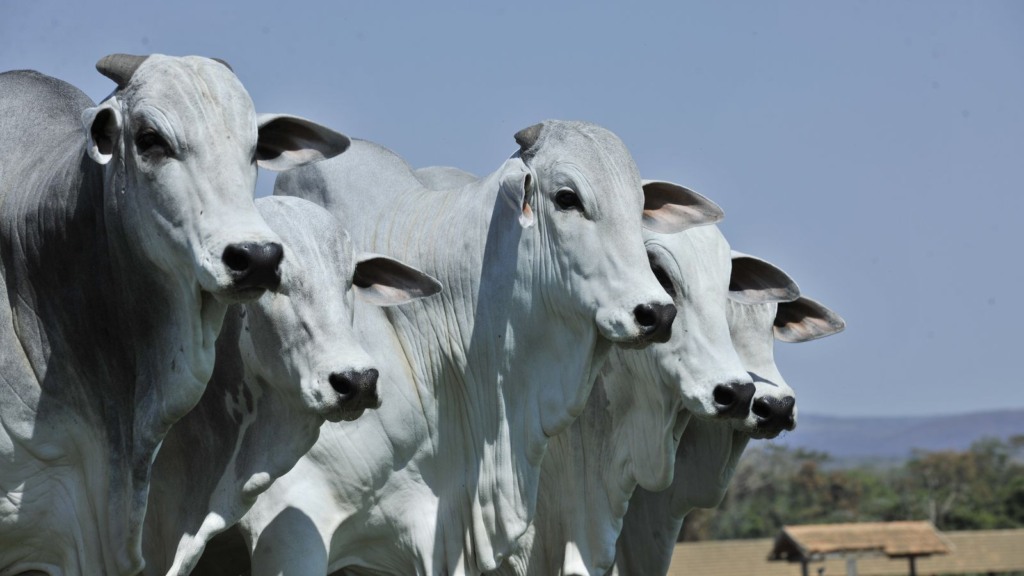 Nelore: saiba o que o futuro reserva para a “raça mãe” da pecuária brasileira