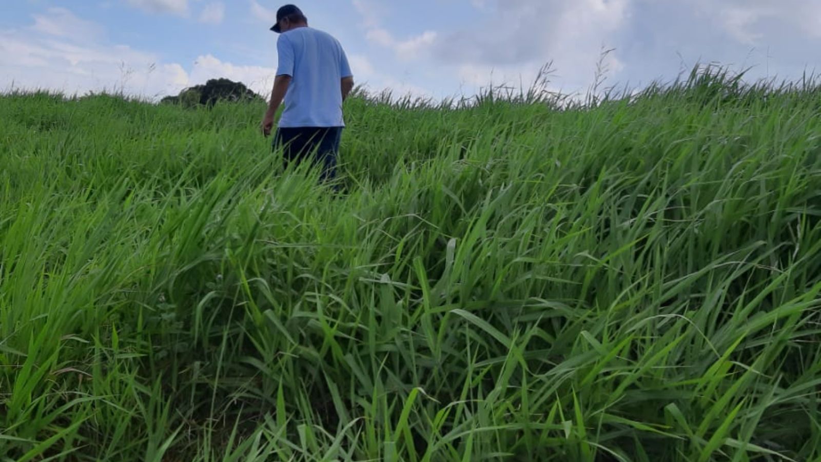 Conheça as pastagens e volumosos ideais para uma engorda eficiente e alta taxa de lotação