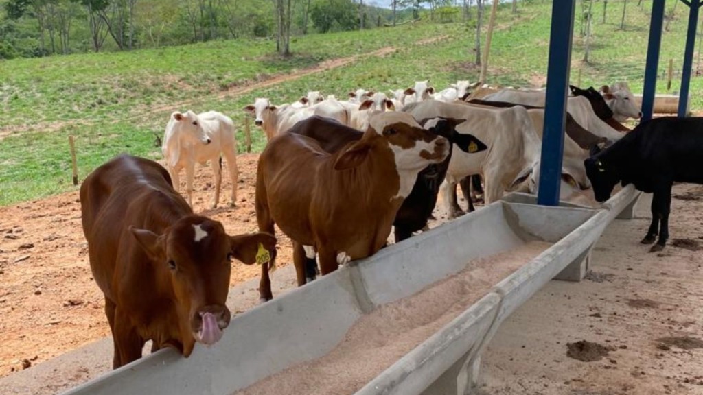 Principais problemas sanitários na suplementação a pasto: saiba como proteger seu rebanho