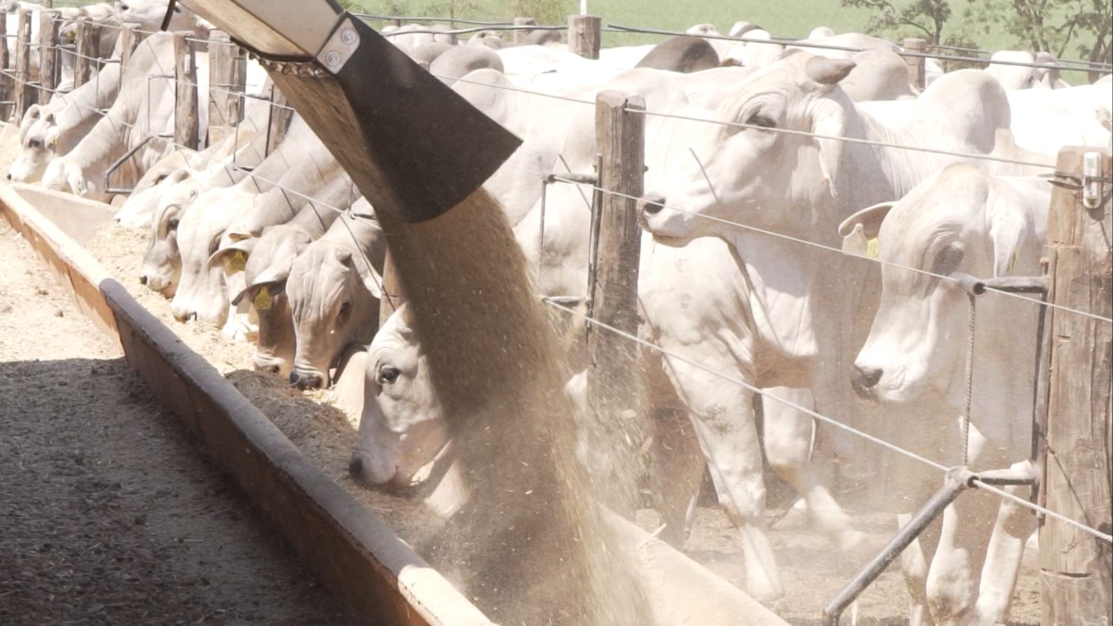 Farelo de trigo na dieta bovina: uma alternativa ao milho?