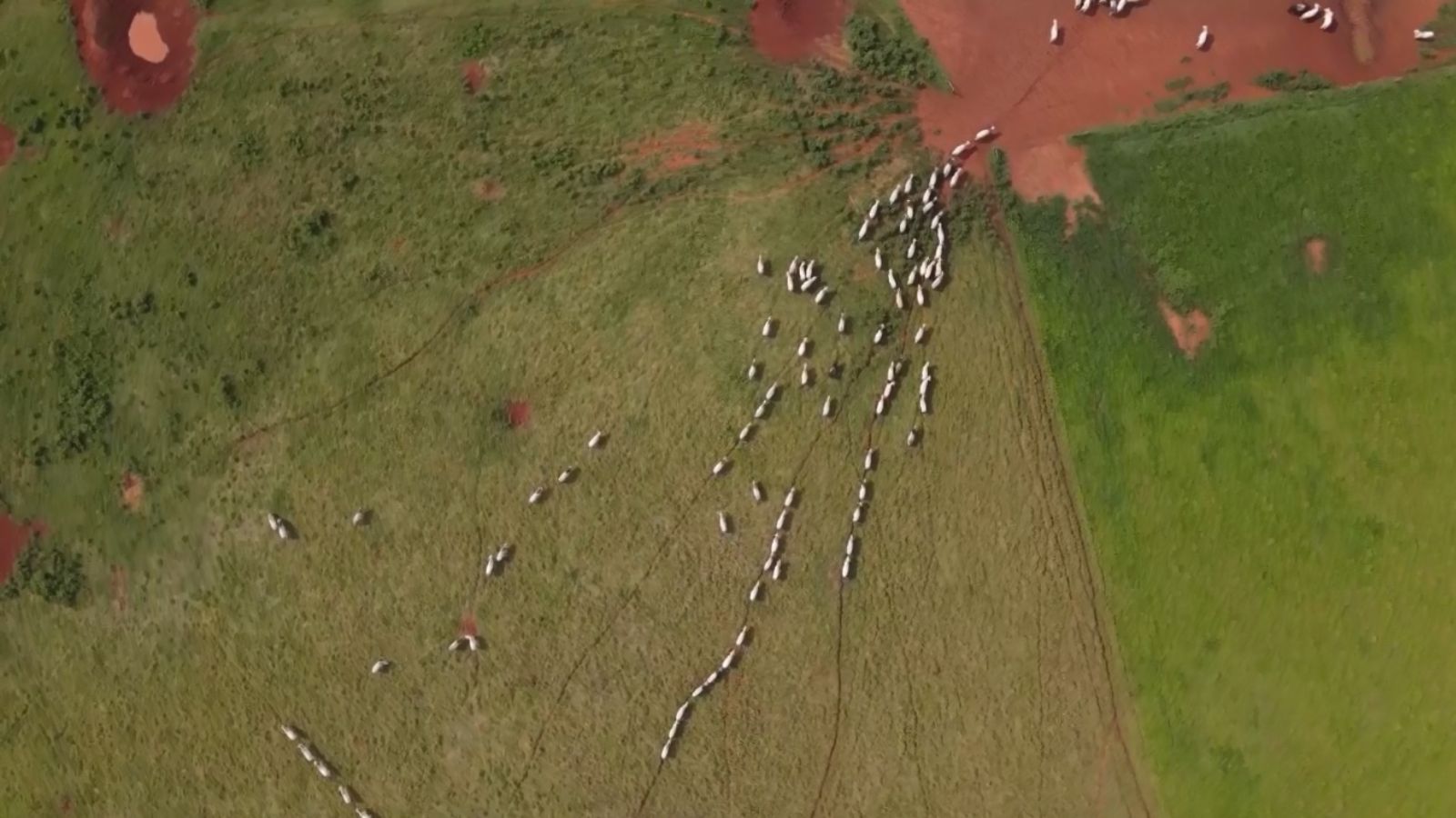 Degradação no pasto chega a um dos níveis mais críticos no País, alerta especialista