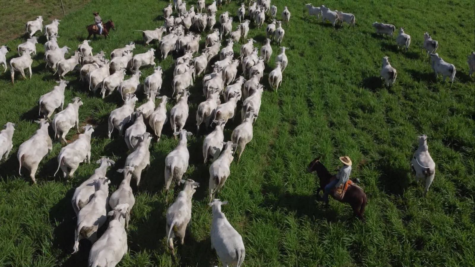 Conheça as tecnologias inovadoras que permitem alta taxa de lotação de gado a pasto