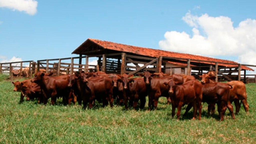Rebanho de bovinos da raça Santa Gertrudis. Foto: Divulgação